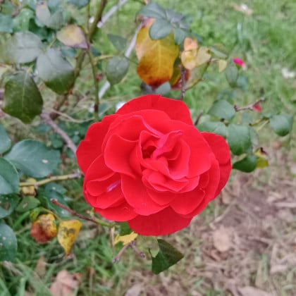 kullanıcı tarafından yüklenmiş görsel