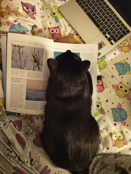 kullanıcı tarafından yüklenmiş görsel