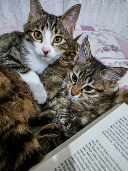 kullanıcı tarafından yüklenmiş görsel