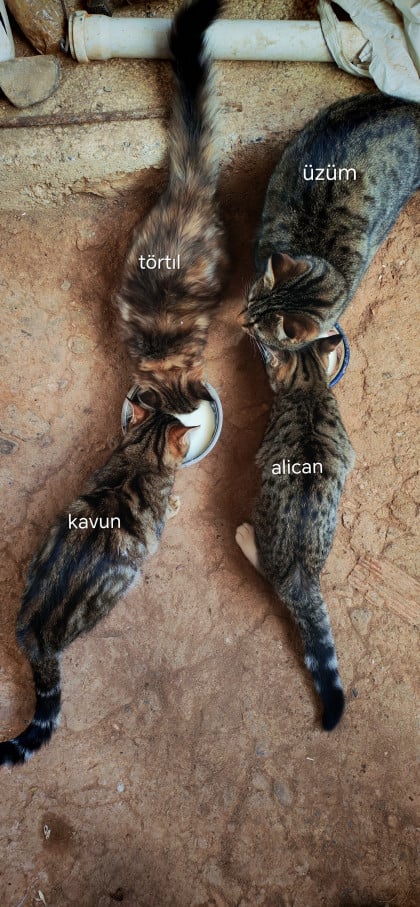 kullanıcı tarafından yüklenmiş görsel