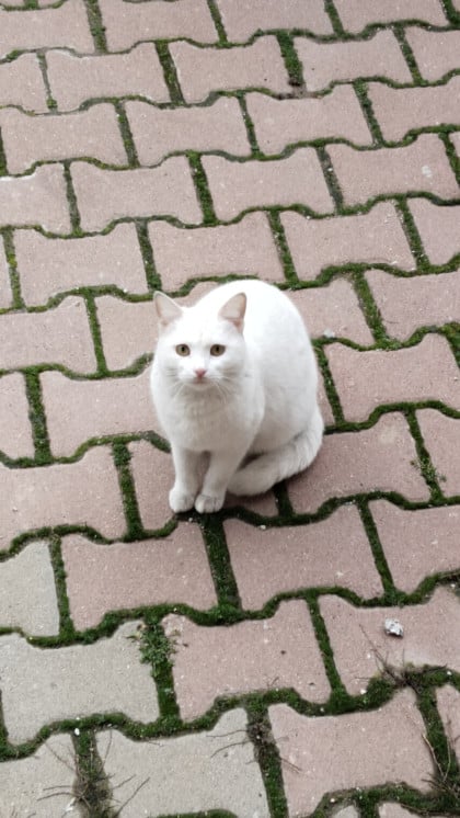 kullanıcı tarafından yüklenmiş görsel