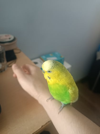 kullanıcı tarafından yüklenmiş görsel