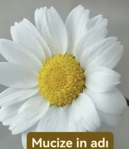 kullanıcı tarafından yüklenmiş görsel