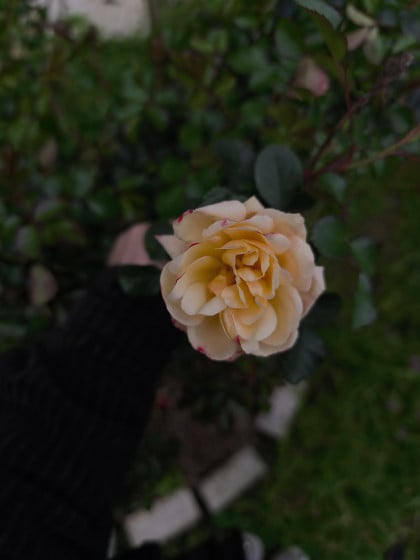 kullanıcı tarafından yüklenmiş görsel