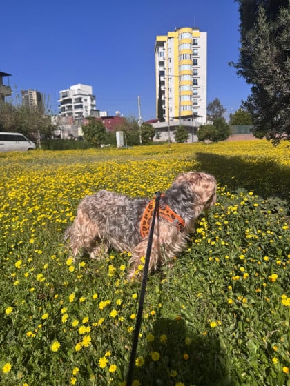 kullanıcı tarafından yüklenmiş görsel