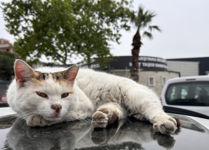kullanıcı tarafından yüklenmiş görsel