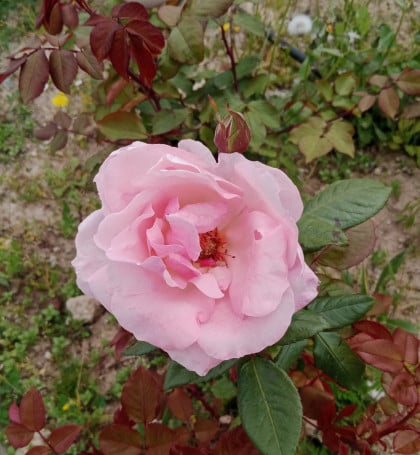 kullanıcı tarafından yüklenmiş görsel