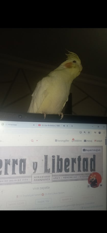 kullanıcı tarafından yüklenmiş görsel