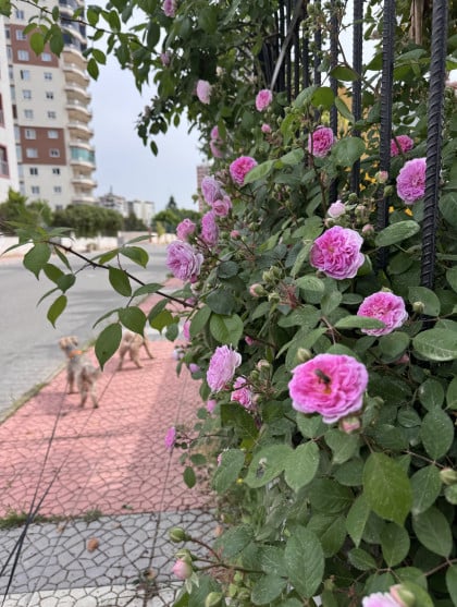 kullanıcı tarafından yüklenmiş görsel