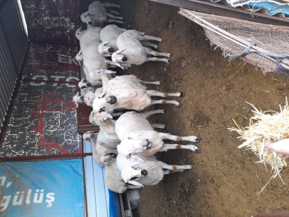 kullanıcı tarafından yüklenmiş görsel