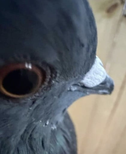 kullanıcı tarafından yüklenmiş görsel