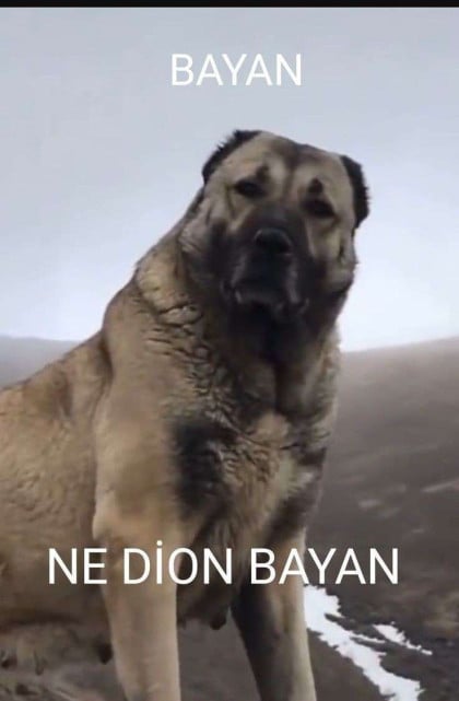 kullanıcı tarafından yüklenmiş görsel