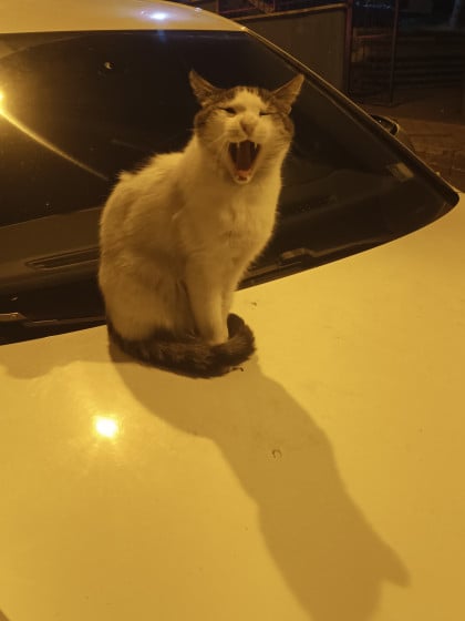 kullanıcı tarafından yüklenmiş görsel