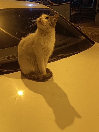 kullanıcı tarafından yüklenmiş görsel