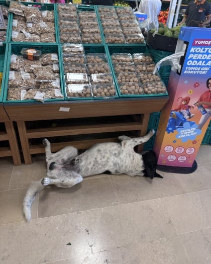 kullanıcı tarafından yüklenmiş görsel
