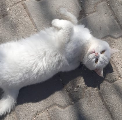 kullanıcı tarafından yüklenmiş görsel