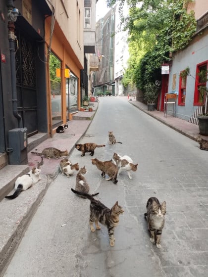kullanıcı tarafından yüklenmiş görsel