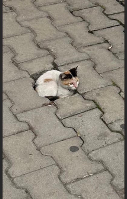kullanıcı tarafından yüklenmiş görsel