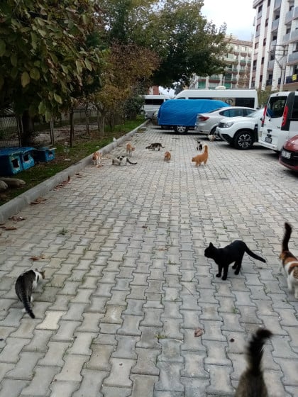 kullanıcı tarafından yüklenmiş görsel